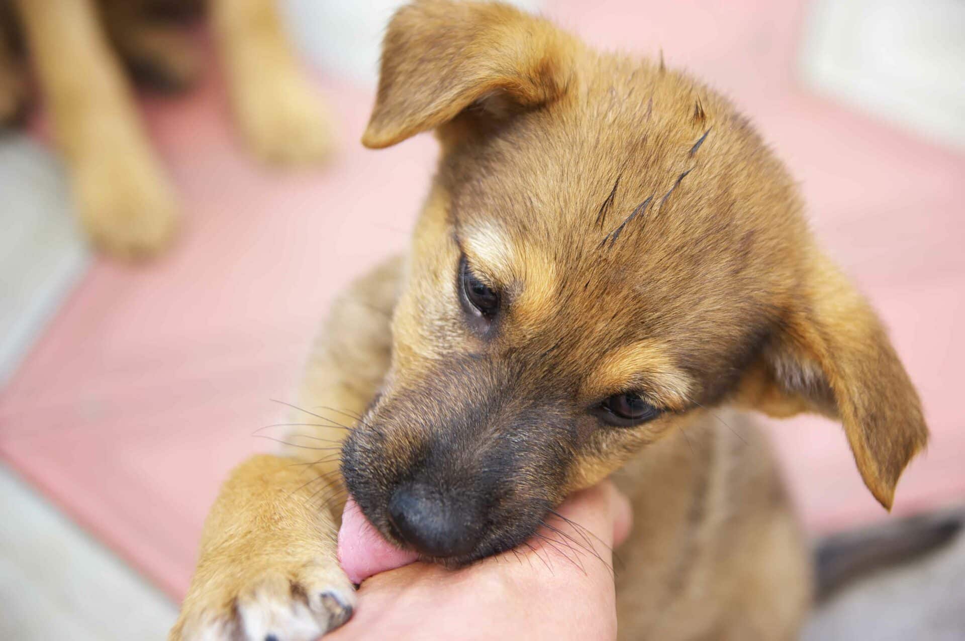 Caring for the Sheffield Community & Beyond