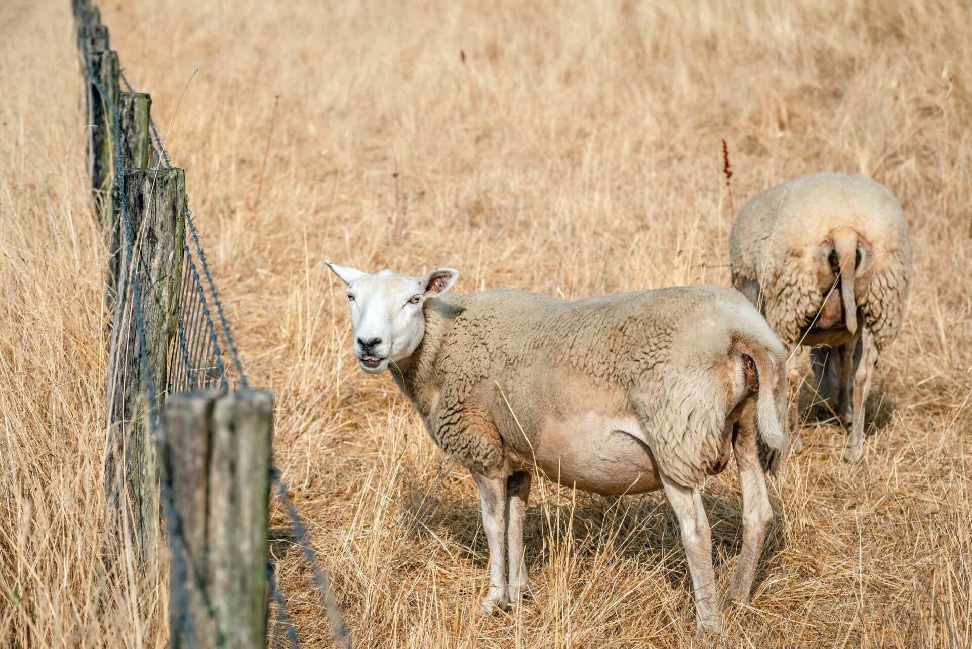 Lambing and Kidding Assistance for Sheep and Goats