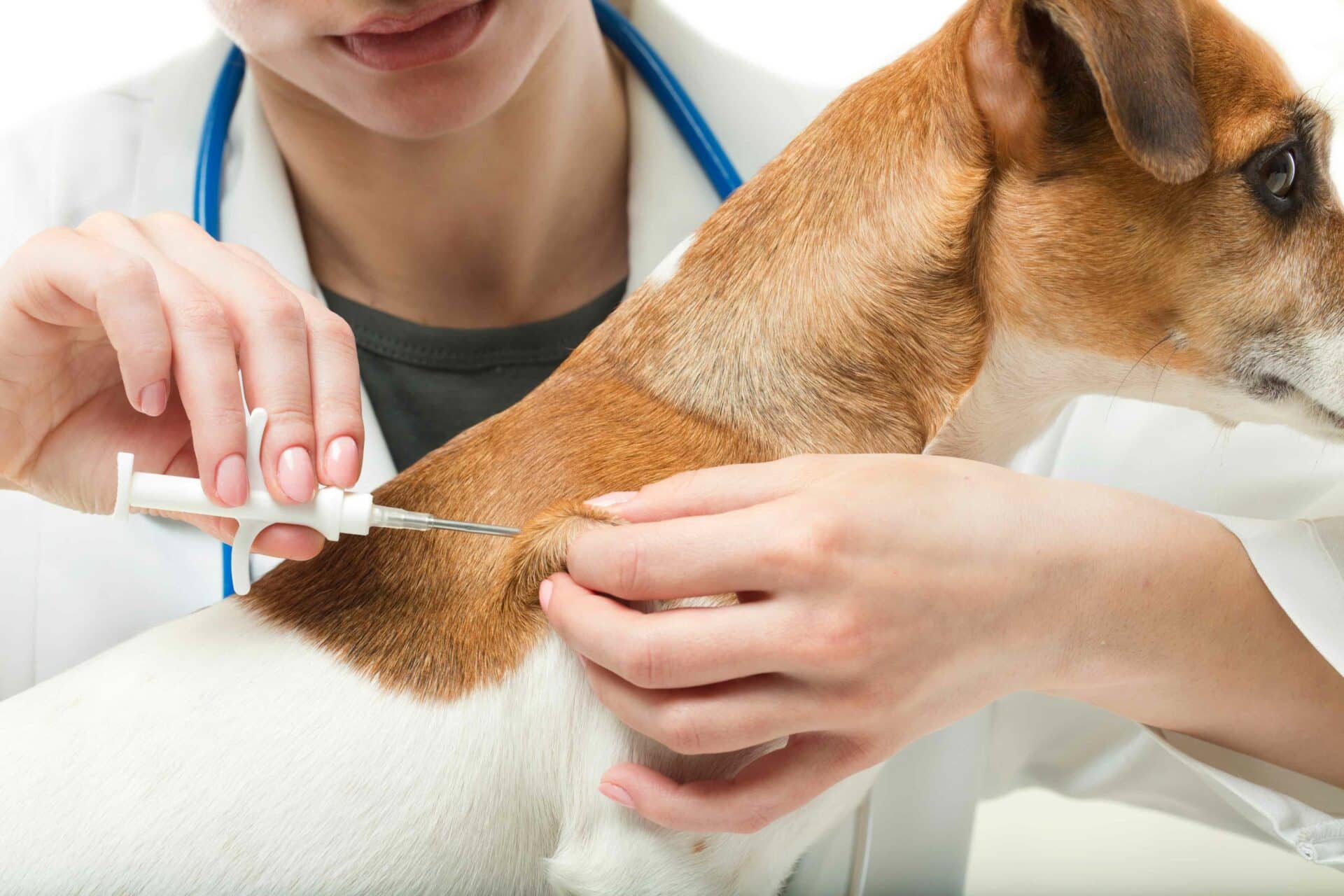 Microchipping for Dogs & Cats